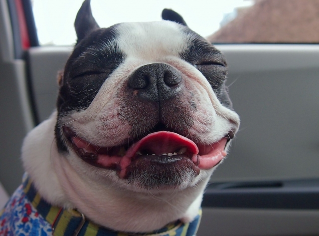 幸せ　笑う犬
