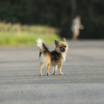 振り返る　犬